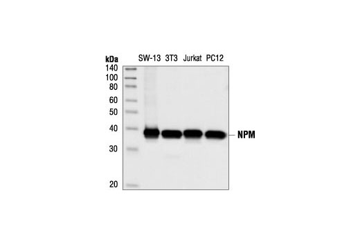 NPM Antibody