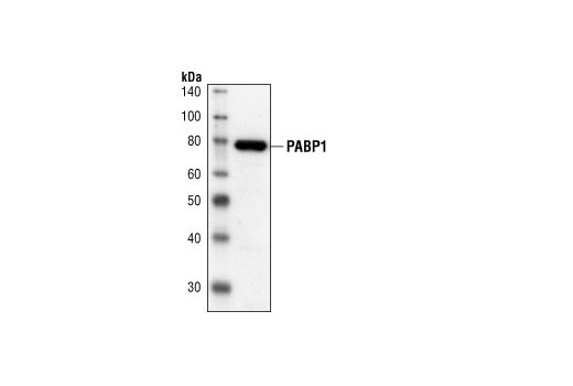 PABP1 Antibody