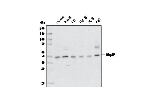 Atg4B (D1G2R) Rabbit mAb