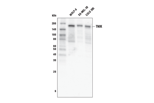 TNIK Antibody