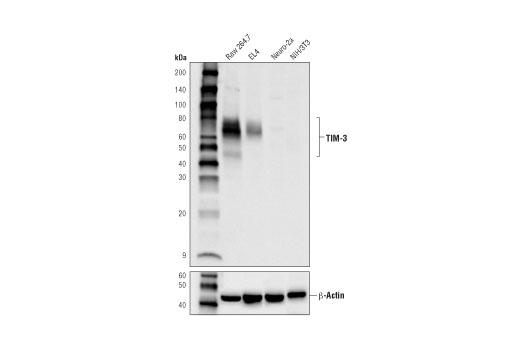 TIM-3 (D3M9R) XP Rabbit mAb (Mouse Specific)