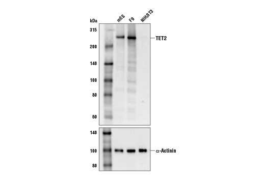 TET2 (D6C7K) Rabbit mAb (Mouse Specific)