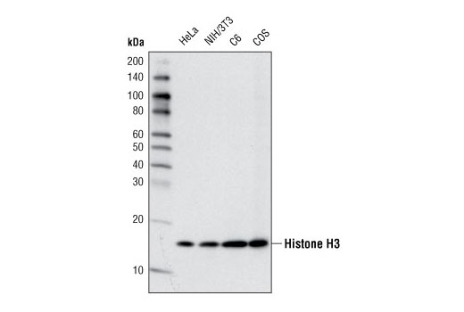 Methyl-Histone H3 (Lys4) Antibody Sampler Kit