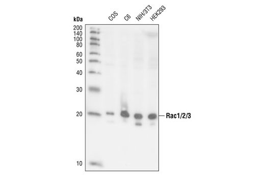 Rac1/2/3 Antibody