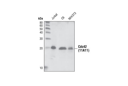 Cdc42 (11A11) Rabbit mAb