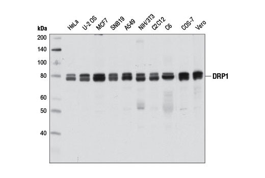 DRP1 (D8H5) Rabbit mAb