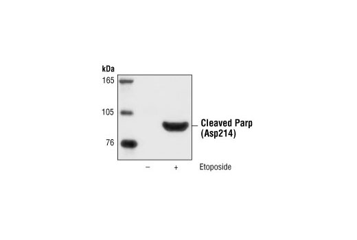 Cleaved PARP (Asp214) Antibody (Human Specific)