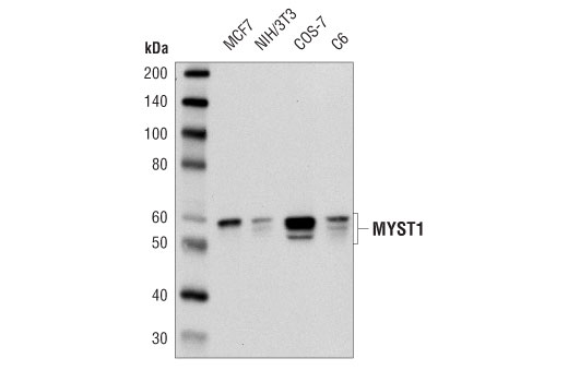 MYST1 (D5T3R) Rabbit mAb