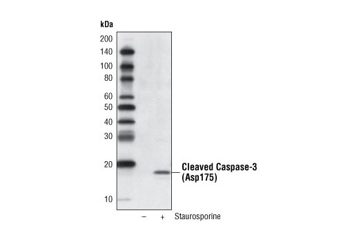 Cleaved Caspase-3 (Asp175) (5A1E) Rabbit mAb (Biotinylated)