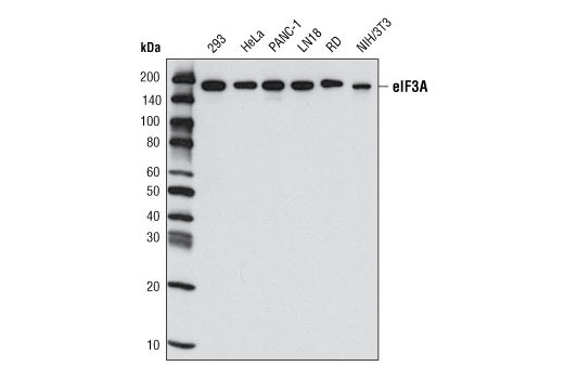 eIF3A (D51F4) XP Rabbit mAb