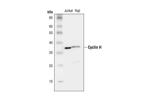 Cyclin H Antibody