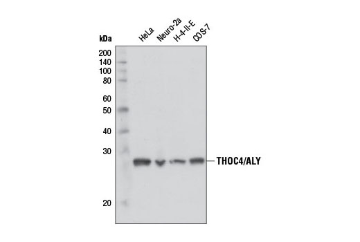 THOC4/ALY (D3R4R) Rabbit mAb