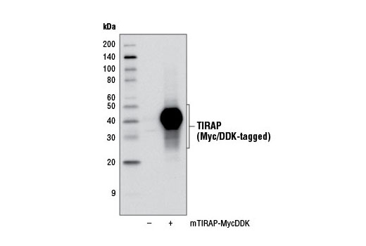TIRAP (D6M9Z) Rabbit mAb (Mouse Specific)