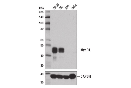 MyoD1 (D8G3) XP Rabbit mAb