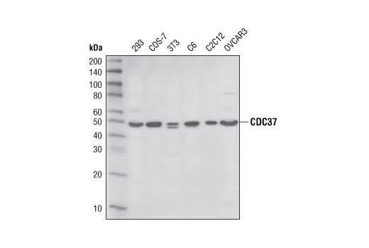 CDC37 (D11A3) XP Rabbit mAb