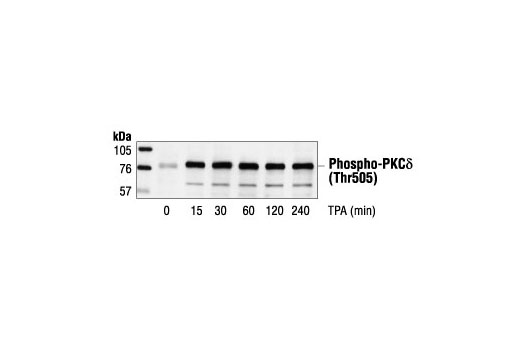 Phospho-PKCδ (Thr505) Antibody