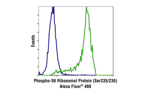 Phospho-S6 Ribosomal Protein (Ser235/236) (2F9) Rabbit mAb (Alexa Fluor 488 Conjugate)