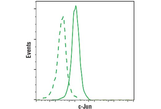 c-Jun (60A8) Rabbit mAb (PE Conjugate)