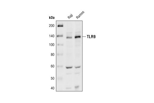 Toll-like Receptor 9 Antibody