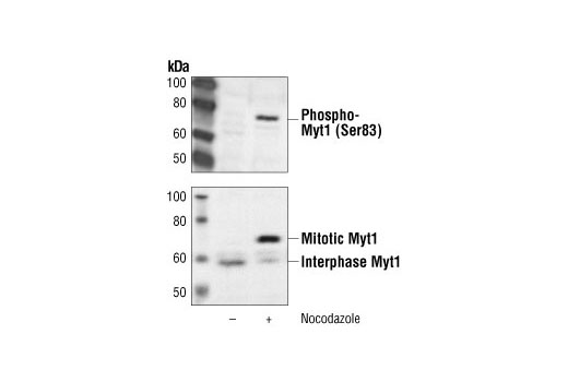 Phospho-Myt1 (Ser83) Antibody