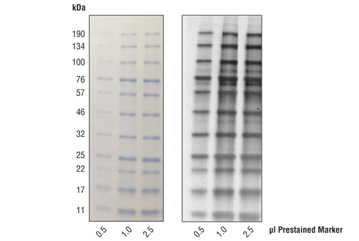 Anti-Blue (2D2F11) Mouse mAb (HRP Conjugate)
