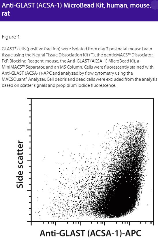 Anti-GLAST (ACSA-1)-MB, mouse, rat