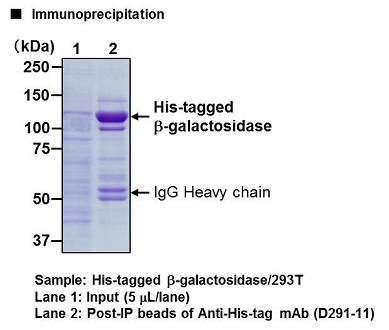 Anti-His-tag mAb-Magnetic Beads