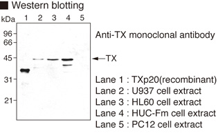 Anti-Caspase-4 (Human) mAb
