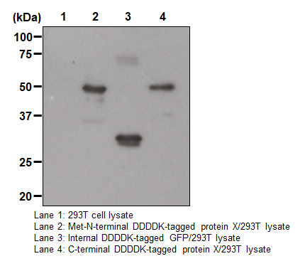 Anti-DDDDK-tag mAb-Magnetic Agarose