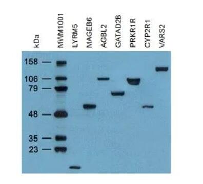 4C5, Anti-DDK monoclonal Antibody