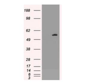 Purified AKT3 mouse monoclonal antibody, clone 9B2