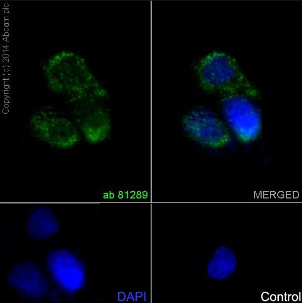 Anti-CD34 antibody [EP373Y]
