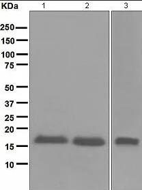 Anti-CDKN2A/p16INK4a抗体[EPR1473]