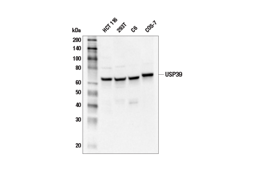 USP39 (E8U2M) Rabbit mAb