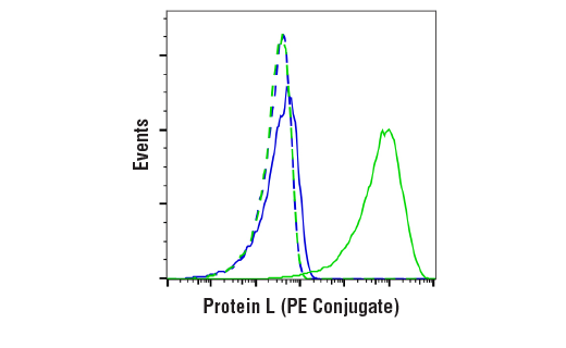 Protein L (PE Conjugate)