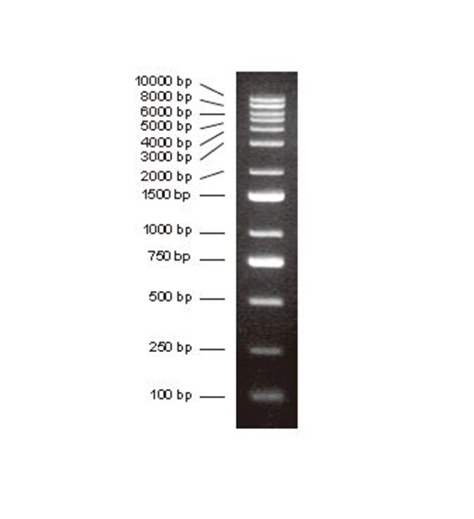 DNA分子量标准加强型 (1000bp)
