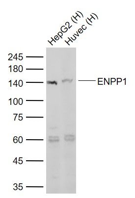核苷酸内焦磷酸酶/磷酸二酯酶1抗体