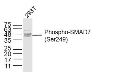 磷酸化细胞信号转导分子SMAD7抗体