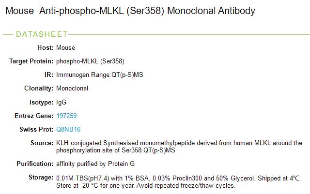 磷酸化MLKL单克隆抗体