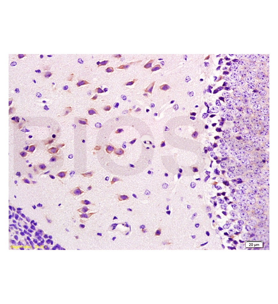 整合素aM/巨噬细胞表面分子抗体