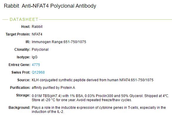 T细胞转录因子NFAT4抗体
