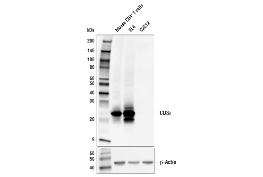 CD3ε (E4T1B) XP Rabbit mAb