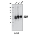 Smad2/3 (D7G7) XP Rabbit mAb