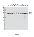 DRP1 (D6C7) Rabbit mAb