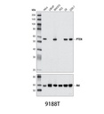 PTEN (D4.3) XP Rabbit mAb