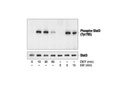 Phospho-Stat3 (Tyr705) Antibody