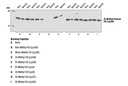 Di-Methyl-Histone H3 (Lys36) (C75H12) Rabbit mAb