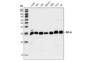 Pro-Survival Bcl-2 Family Antibody Sampler Kit