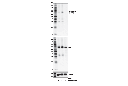 Phospho-RIP (Ser321) Antibody (Mouse Specific)