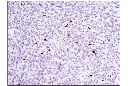 Mouse Immune Cell Phenotyping IHC Antibody Sampler Kit
